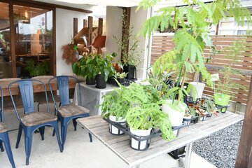 
グリーン好きのスタッフがセレクトする、珍しい観葉植物も扱っているそう。

 
