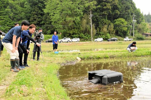 水田を動き回るアイガモロボット