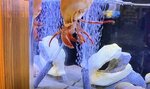 貝殻に気泡が入り、水面に浮いてしまったアカボシヤドカリ（とっとり賀露かにっこ館提供）
