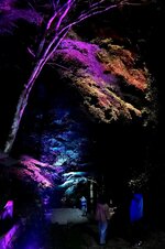 紅葉がライトアップされ、幻想的な空間が広がる諏訪神社参道
