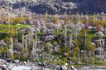 　パキスタン北部ギルギット・バルティスタン地域に咲くアンズの花＝２０２５年４月（共同）