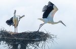  巣を飛び立つコウノトリのひな＝３１日、鳥取県大山町内 