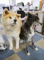 　「秋田犬会館」の秋田犬＝秋田県大館市