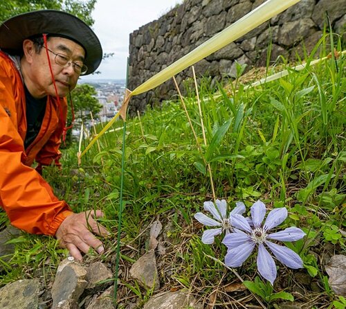 鳥取県内で初確認とみられる希少植物のカザグルマ＝６日、鳥取県米子市久米町の湊山