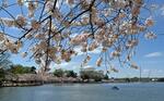 　見頃を迎えたポトマック川周辺の桜＝３月３１日、米首都ワシントン（共同）