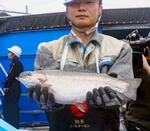 　愛知県知多市で水揚げされた、陸上養殖したトラウトサーモン＝２９日午前