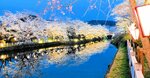 水面に映る桜が幻想的な鹿野城跡公園