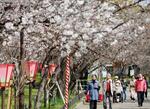 　大阪市北区の造幣局で開かれた「特別観桜会」で、桜を楽しむ人たち＝４日午前