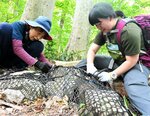登山道沿いの設備を手入れする参加者＝２１日、大山町大山の夏山登山道