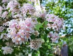 卯の花苑内で咲き誇るウツギ＝２日、大阪市住吉区の住吉大社