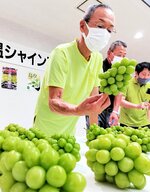 シャインマスカットの出来をみる生産者＝２４日、北栄町江北のＪＡ鳥取中央北条支所