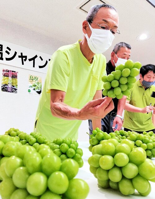 シャインマスカットの出来をみる生産者＝２４日、北栄町江北のＪＡ鳥取中央北条支所
