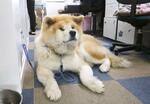 　「秋田犬会館」の秋田犬＝秋田県大館市