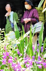 かれんに咲くシランの花を観賞する来場者＝香美町村岡区鹿田の「森ちゃんの隠れ家」