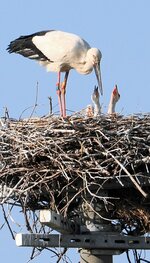 昨年と同じ巣でひなを育てるコウノトリ＝１日、鳥取県大山町内