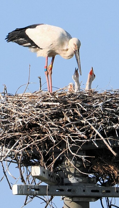 昨年と同じ巣でひなを育てるコウノトリ＝１日、鳥取県大山町内