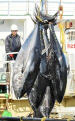境漁港に初水揚げされるクロマグロ＝１４日、鳥取県境港市昭和町