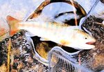 渓魚の女王アマゴを３尾献上