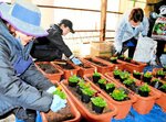 プランターの花をビオラに植え替える女性会のメンバーら