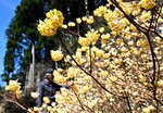 見頃を迎えているミツマタの花＝９日、智頭町毛谷