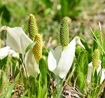 白いかれんな花を咲かせる県天然記念物「加保坂のミズバショウ」＝４月３０日、養父市大屋町加保のミズバショウ公園