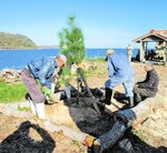 猫島に新たに松を植える住民ら（竹内会長提供）