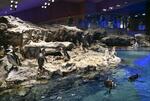 　ペンギンの展示空間＝東京都墨田区のすみだ水族館