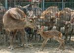 　奈良公園で今年初めて確認されたシカの赤ちゃん（手前右）＝１日（奈良の鹿愛護会提供）