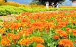 約２０種類の花々が見頃を迎えている佐坊地区フラワーパーク＝２８日、香美町小代区佐坊
