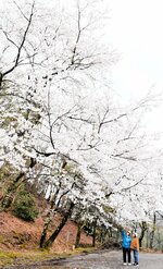 見頃を迎えた桜を見上げる花見客＝１４日、香美町村岡区村岡の御殿山公園