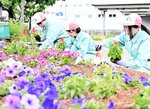 校内で育てた色鮮やかな花を花壇に植える生徒