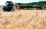 黄金色に実った麦を刈り取る収穫作業＝５日、北栄町国坂