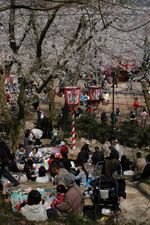 桜の名所、打吹公園で花見を楽しむ人々＝２００９年４月５日、鳥取県倉吉市