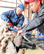 真剣な表情でヒツジの毛を刈る生徒ら＝６日、倉吉市国府の倉吉農業高嵐が丘牧場