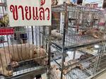 　タイ・バンコク中心部のペットショップで展示された犬＝２０２５年５月（共同）