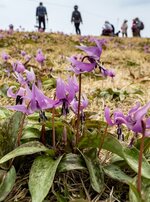 見頃を迎えたカタクリの花＝１８日、船通山