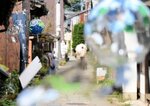 青石畳通りの軒先につるされた風鈴が涼しげな音色を響かせている＝松江市美保関町美保関