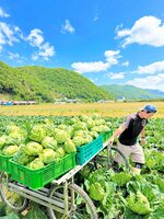 青空の下でキャベツの収穫シーンを捉えた「農」部門の最優秀賞の作品（ＪＡたじま提供）