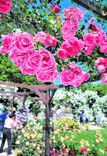 「バラの回廊」で豪華に咲き誇る「パレード」＝１１日、大阪市東住吉区の長居植物園