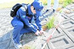 護岸ブロックの間に生じた隙間を計測する国交省職員＝１６日、湯梨浜町はわい長瀬