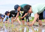 真剣な表情で苗を植える子どもたち＝琴浦町釛の水田