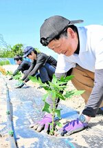 苗を丁寧に植え付ける浜本さん（手前）ら＝２日、北栄町弓原