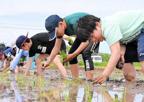 真剣な表情で苗を植える子どもたち＝琴浦町釛の水田