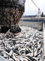 境漁港に水揚げされるマイワシ。２０２４年の水揚げ量は全国３位となった＝２４年４月８日、境港市昭和町
