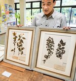展示されている牧野博士の標本＝米子市淀江町福岡の伯耆古代の丘公園