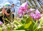 登山道脇に咲くカタクリを撮影する登山者