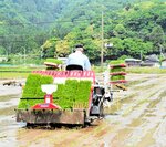 コメの高値が続く中、地方では２０２５年産米の田植え作業が始まっている＝２１日、新温泉町対田