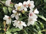 夫婦が、娘が小学１年のときに庭に植えた桜。今年もきれいに花を咲かせた