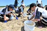 青空の下でラッキョウ収穫に汗を流す生徒＝４日、福部町海士