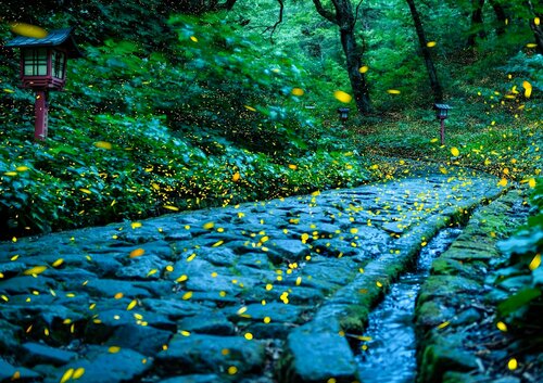 参道周辺を飛び交うヒメボタル＝１０日、大山町大山（３０秒露光、７枚を比較明合成）